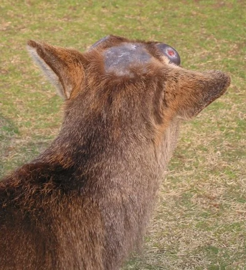 Bald deer