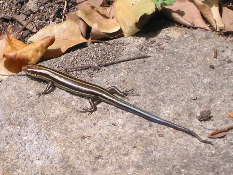 Lizard in Chijima Park