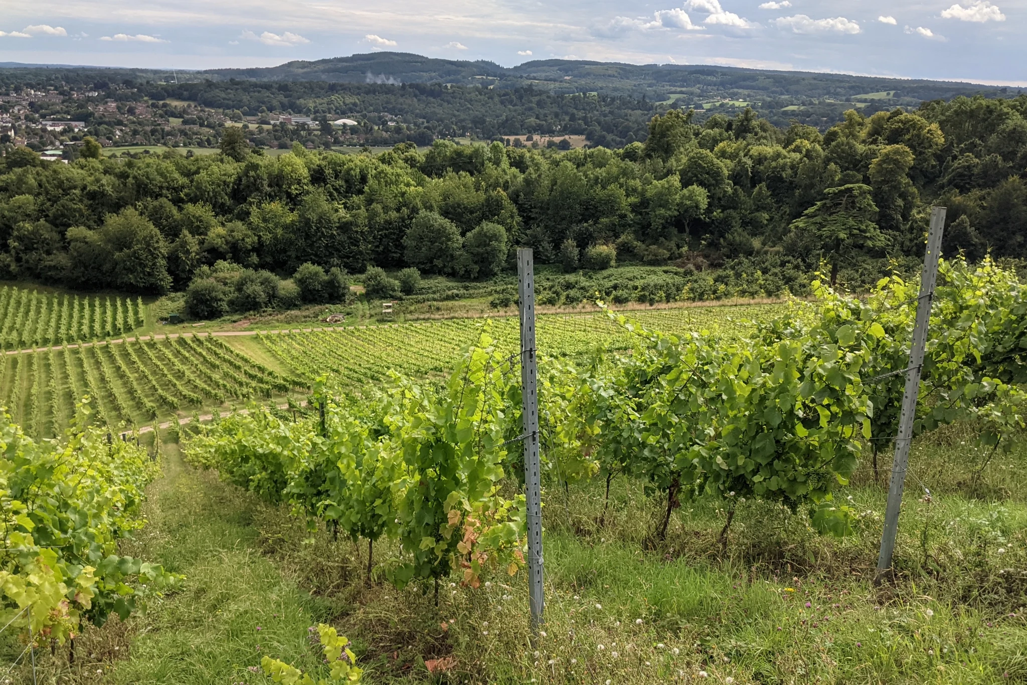 Rows of grape vines, trained along wires, stretch down the hill. In the
distance is a small wood, a settlement, and mostly trees and hills to the
horizon.
