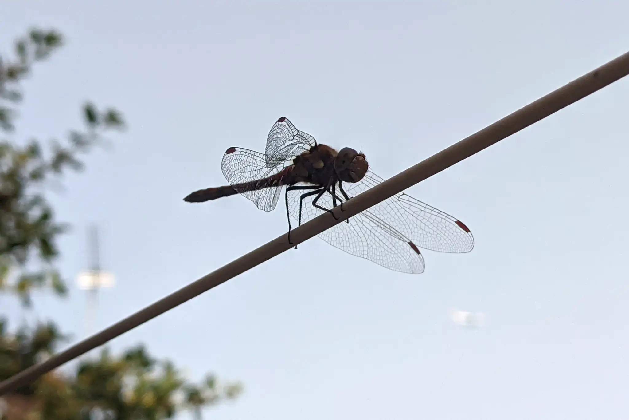 A close-up photo of a dragonfly on a washing line. A distant aeroplane
is visible in the sky behind.