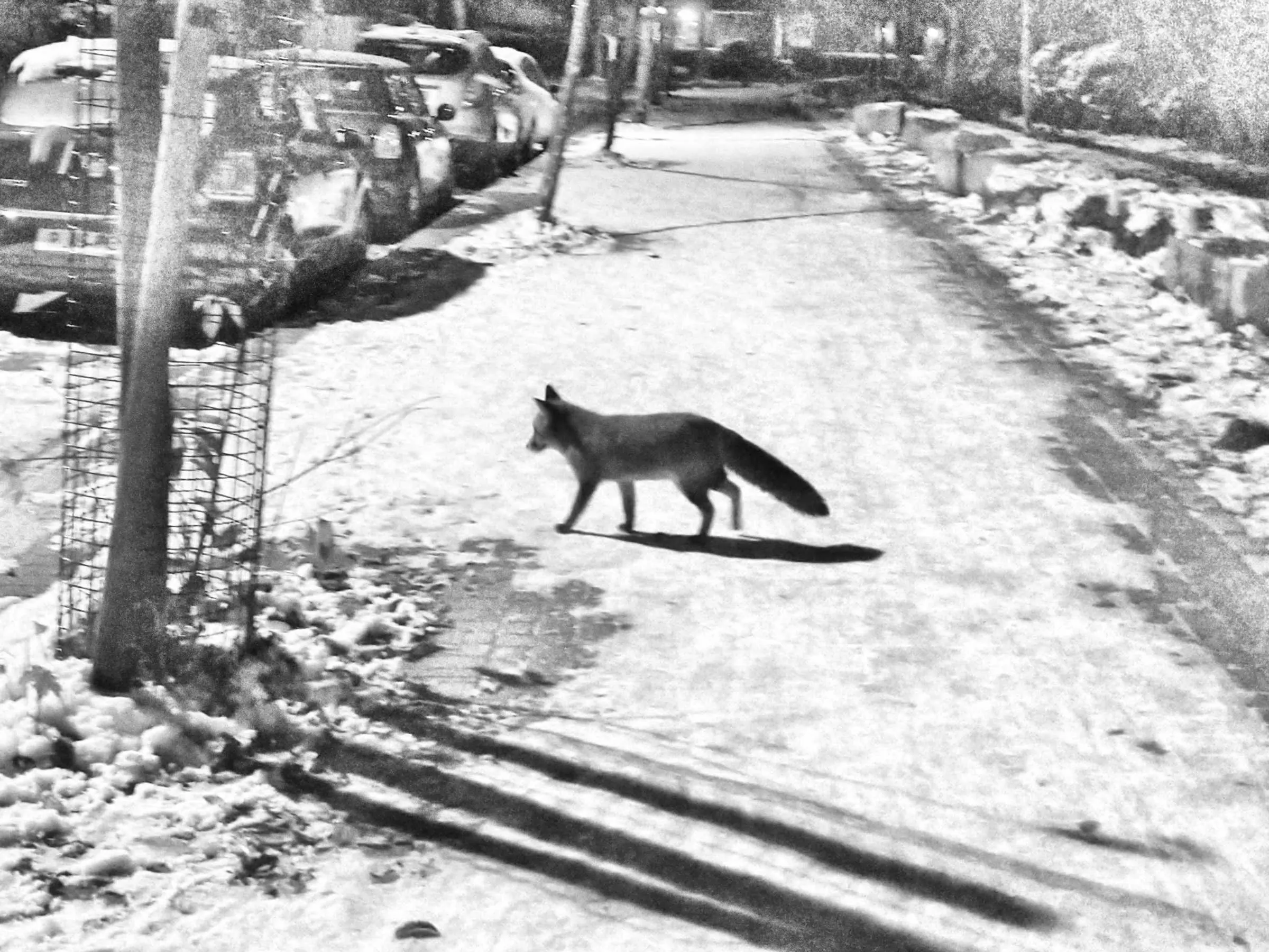A fox strolls across a covered pavement towards a road on the left.
There are cars parked on the left, and everything it covered in snow.
