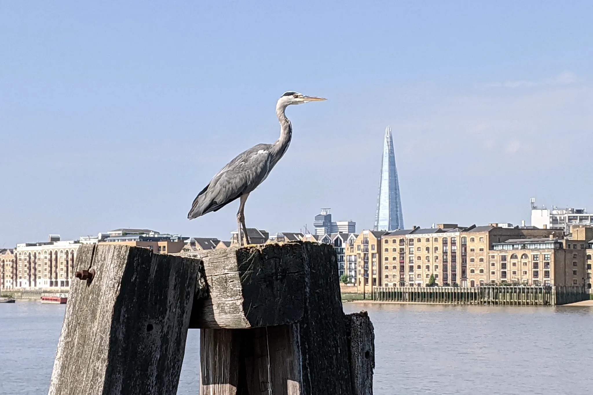 A heron standing on a wooden structure in the Thames. Behind it is the
river, the north bank, and the point of the Shard.