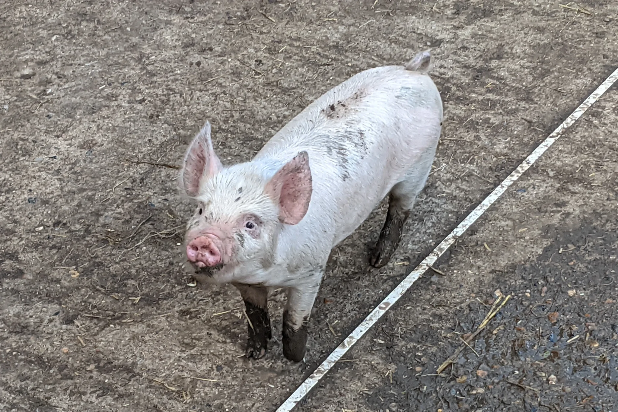 A piglet with muddy legs looking up at the camera