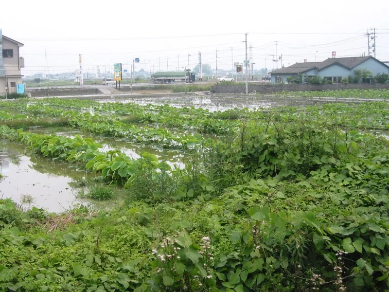 Fields in Tokushima-ken