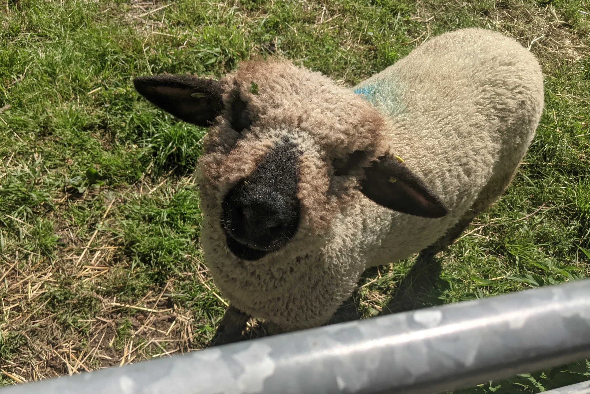 A lamb looks up towards the camera