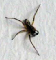 four-legged spider
