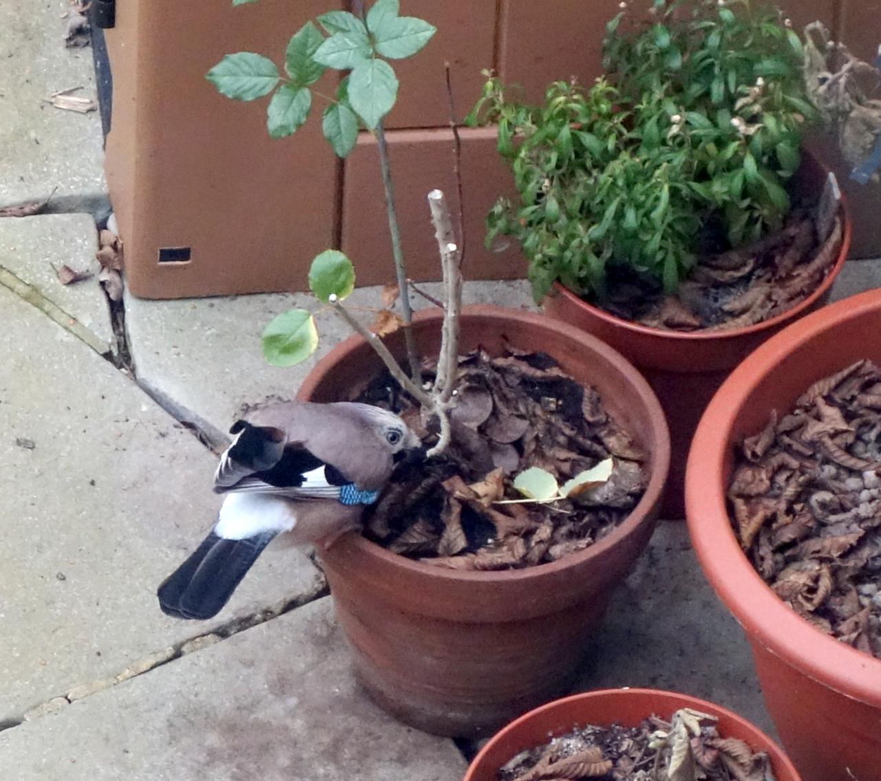 a jay perched on the edge of a plant pot